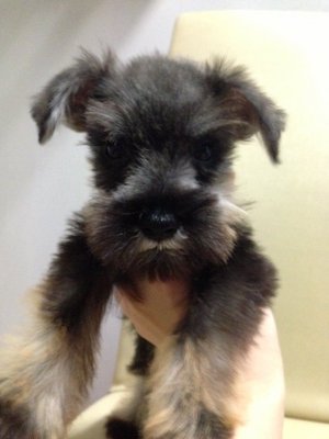 Mini Schnauzer For Sale   - Schnauzer Dog