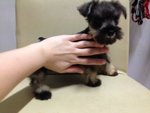 Mini Schnauzer For Sale   - Schnauzer Dog