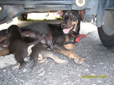 Chai Leng Park Dogs - Mixed Breed Dog