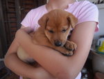 Bindi Girl - Mixed Breed Dog