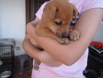 Bindi Girl - Mixed Breed Dog