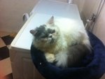 Boo Otto - Persian Cat