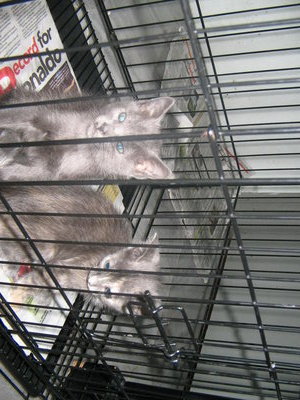 2 Grey Kittens-already Adopted - Domestic Medium Hair Cat