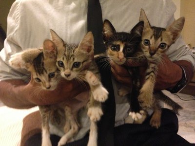 4 Stray Kittens - Domestic Short Hair Cat