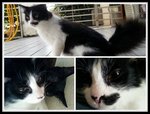 Missing -jln Kasban,meru Klang - Domestic Long Hair Cat