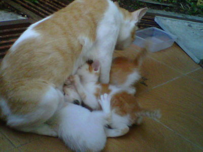 Kittens And Their Mom - Bobtail Cat