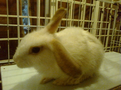 Cookie - Bunny Rabbit + Angora Rabbit Rabbit