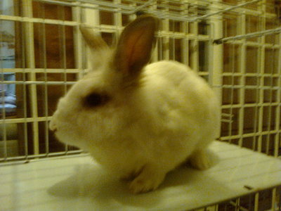 Snowflake - Angora Rabbit + Bunny Rabbit Rabbit