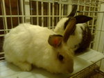 Snowflake - Angora Rabbit + Bunny Rabbit Rabbit