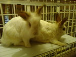 Snowball - Angora Rabbit + Bunny Rabbit Rabbit