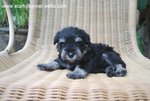 Miniature Schnauzer Pup With Mka  - Schnauzer Dog