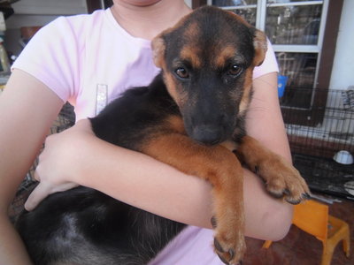 Dodo Girl - Doberman Pinscher Mix Dog