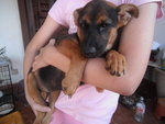 Dodo Girl - Doberman Pinscher Mix Dog