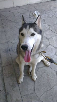 Hugo - Siberian Husky Dog