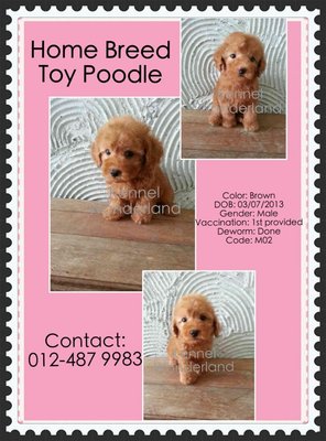 PF47539 - Poodle Dog