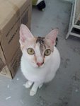 Huey (Please Read Description) - Domestic Short Hair Cat