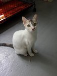 Huey (Please Read Description) - Domestic Short Hair Cat