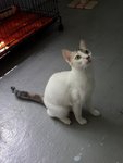 Huey (Please Read Description) - Domestic Short Hair Cat