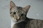 Dewey (Please Read Description) - Domestic Short Hair Cat