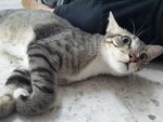 Dewey (Please Read Description) - Domestic Short Hair Cat