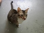 Dewey (Please Read Description) - Domestic Short Hair Cat