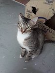 Dewey (Please Read Description) - Domestic Short Hair Cat