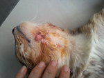 The cat scratched its neck excessively due to itch, until it bruised its neck.