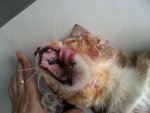 The cat scratched its neck excessively due to itch, until it bruised its neck.