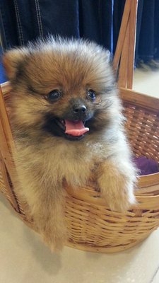 Jingle - Pomeranian Dog