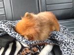 Fast asleep in the car