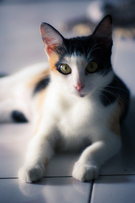 Callie - Calico Cat