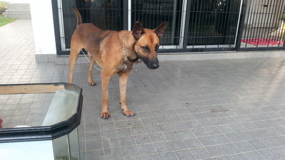 Rocky - Belgian Shepherd Malinois Dog