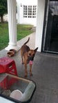 Rocky - Belgian Shepherd Malinois Dog