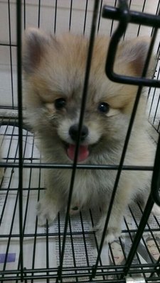 Attractive Brown Pomeranian - Pomeranian Dog