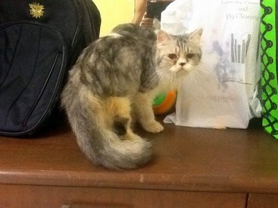 Putri Mia - Domestic Medium Hair Cat