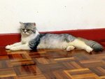 Putri Mia - Domestic Medium Hair Cat