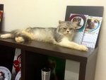 Putri Mia - Domestic Medium Hair Cat