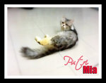 Putri Mia - Domestic Medium Hair Cat