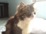 Miaow Barry - Maine Coon + Persian Cat