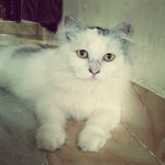 Tish - Persian Cat