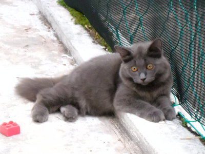 Cami - Maine Coon + Persian Cat