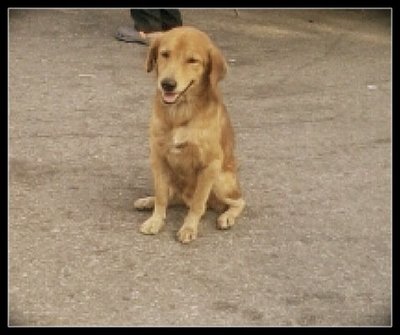 Obie, The Mini Gr - Golden Retriever Mix Dog