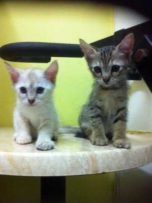 Dede &amp; Meme - Siamese + Tabby Cat