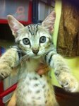 Dede &amp; Meme - Siamese + Tabby Cat