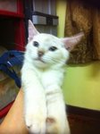 Dede &amp; Meme - Siamese + Tabby Cat
