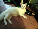 Mama Utih - Domestic Medium Hair Cat