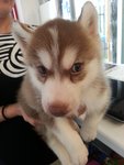 husky cooper with brown eye