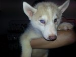 husky with blue eye