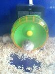 PF47639 - Roborovsky's Hamster Hamster