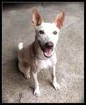 Caesar:good Watchdog - Bull Terrier Mix Dog